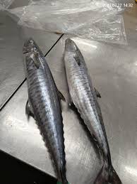 Image result for Scomberomorus cavalla