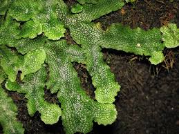 Attēlu rezultāti vaicājumam “Conocephalum”