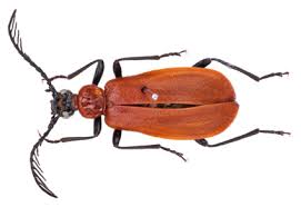 Attēlu rezultāti vaicājumam “Pyrochroidae”