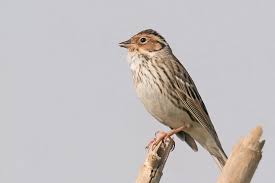 Image result for Emberiza pusilla