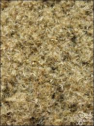 Image result for Helichrysum foetidum