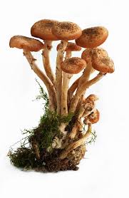 Attēlu rezultāti vaicājumam “Armillaria mellea”