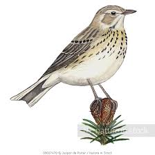 Attēlu rezultāti vaicājumam “Anthus trivialis”