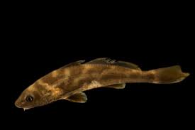 Image result for Menticirrhus americanus