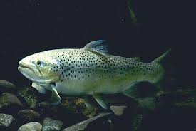 Image result for Salmo trutta trutta