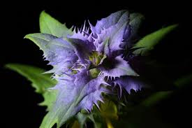 Attēlu rezultāti vaicājumam “Melampyrum nemorosum flower”