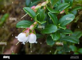 Attēlu rezultāti vaicājumam “Vaccinium vitis-idaea bud”
