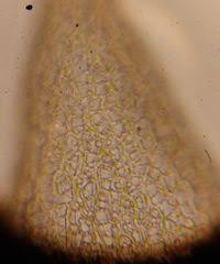 Attēlu rezultāti vaicājumam “Sphagnum warnstorfii”