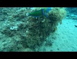 Image result for Lincoln & District BSAC 0109