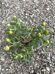 Attēlu rezultāti vaicājumam “Matricaria discoidea leaf”