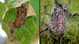 Attēlu rezultāti vaicājumam “Lymantria monacha pupa”