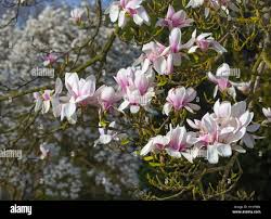 Attēlu rezultāti vaicājumam “Magnolia kobus”