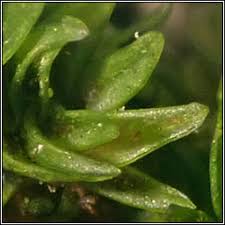 Attēlu rezultāti vaicājumam “Orthotrichum pumilum”