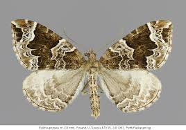 Attēlu rezultāti vaicājumam “Eulithis prunata”