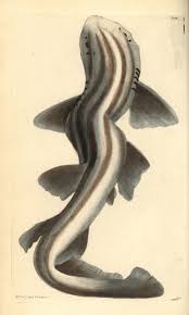 Image result for Poroderma africanum