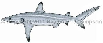 Image result for Carcharhinus brevipinna