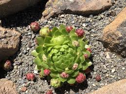 Attēlu rezultāti vaicājumam “Jovibarba globifera fruit”