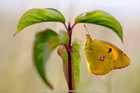Attēlu rezultāti vaicājumam “Colias croceus”