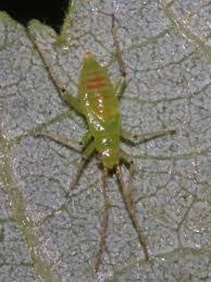 Attēlu rezultāti vaicājumam “Blepharidopterus angulatus”