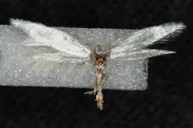 Attēlu rezultāti vaicājumam “Yponomeutidae”