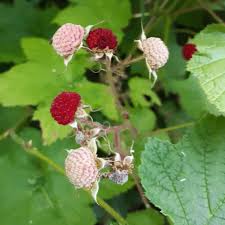 Attēlu rezultāti vaicājumam “Rubus parviflorus fruit”