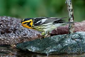 Image result for Dendroica fusca