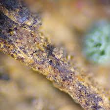 Attēlu rezultāti vaicājumam “Licea pygmaea”