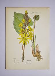 Attēlu rezultāti vaicājumam “Ligularia sibirica leaf”