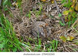 Attēlu rezultāti vaicājumam “Leporida”