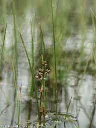 Attēlu rezultāti vaicājumam “Scheuchzeria palustris fruit”