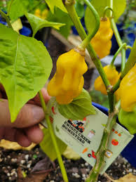 Afbeeldingsresultaat voor mme jeanette hot pepper