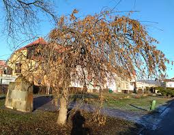 Attēlu rezultāti vaicājumam “Fraxinus excelsior Pendula”