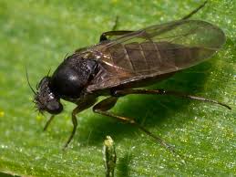 Attēlu rezultāti vaicājumam “Phoridae”