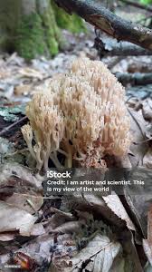 Attēlu rezultāti vaicājumam “Ramaria flava”