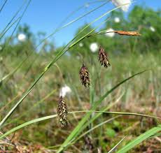 Attēlu rezultāti vaicājumam “Carex paupercula”