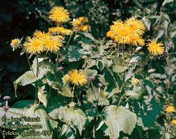 Image result for Telekia speciosa