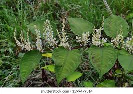 Attēlu rezultāti vaicājumam “Reynoutria sachalinensis fruit”