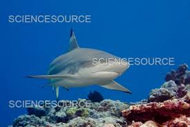 Image result for Carcharhinus melanopterus