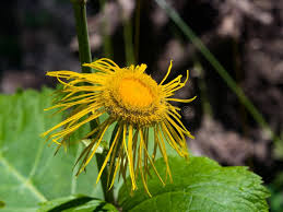 Attēlu rezultāti vaicājumam “Telekia speciosa flower”