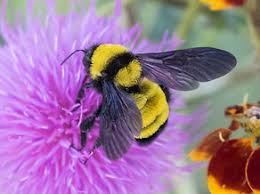 Attēlu rezultāti vaicājumam “Bombus”