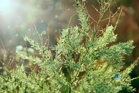 Attēlu rezultāti vaicājumam “Asparagus officinalis leaf”