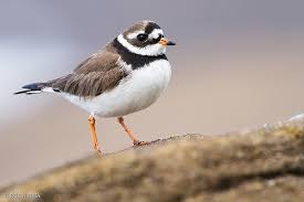Attēlu rezultāti vaicājumam “Charadrius hiaticula”
