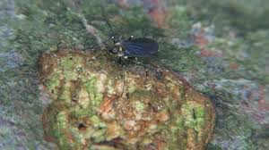 Attēlu rezultāti vaicājumam “Cecidomyiidae”