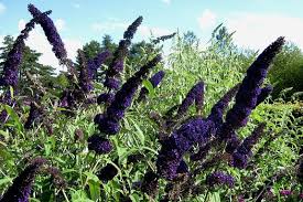 Image result for Buddleja davidii
