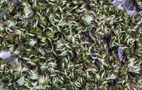 Attēlu rezultāti vaicājumam “Homalothecium sericeum”