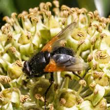 Attēlu rezultāti vaicājumam “Mesembrina meridiana”