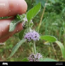Attēlu rezultāti vaicājumam “Mentha x verticillata leaf”