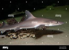 Image result for Mustelus canis