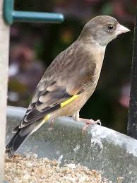 Attēlu rezultāti vaicājumam “Chloris chloris”