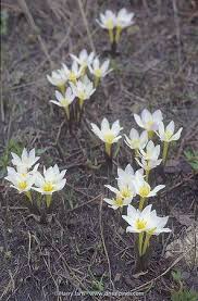 Attēlu rezultāti vaicājumam “Colchicum szovitsii subsp. szovitsii flower”